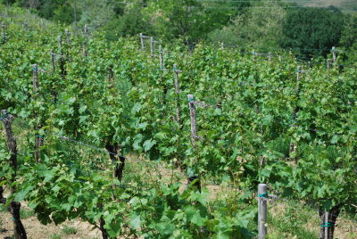 Vineyards, Goriska Brda region