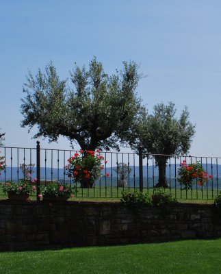 Olive trees and Italian hills