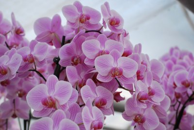 Orchids galore!