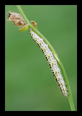 IMG_3712.JPG