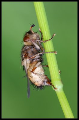 Mosca