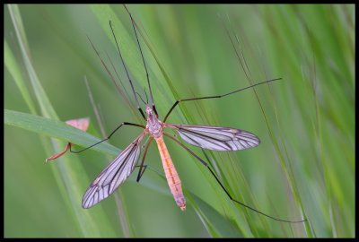 Tipulidae