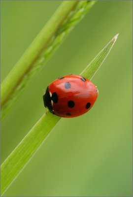 Coccinella#2