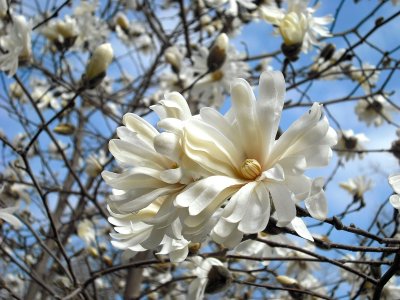 White Tree Blossoms