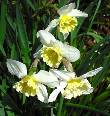 White and Yellow Fancy Daffodils
