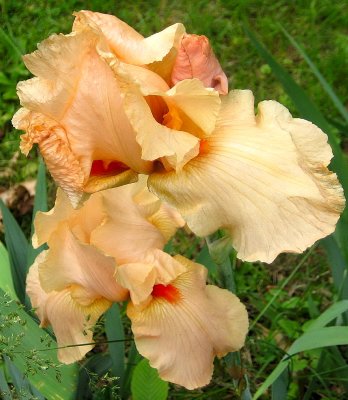 Fancy Peach Iris
