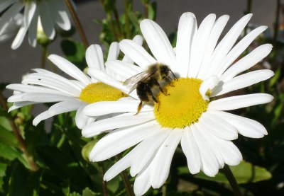 Bee On A Daisy Mum