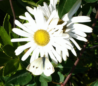 White Cabbage Moth On Daisy Mum