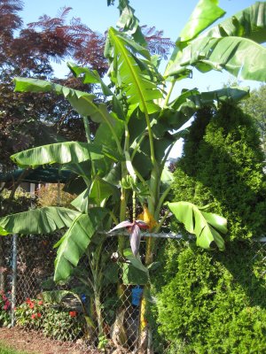 Bananas Growing In Trenton NJ