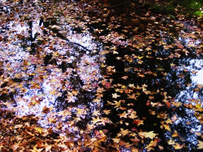 Leaves on a Pond