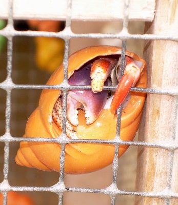 Hermit Crab On The Boardwalk