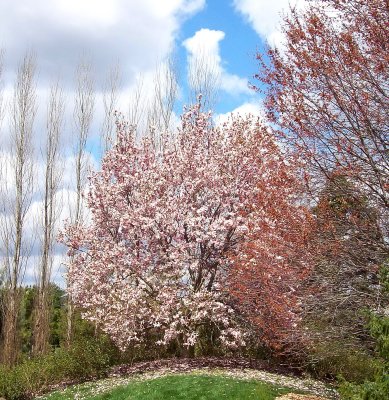 Flowering Trees in Early Spring