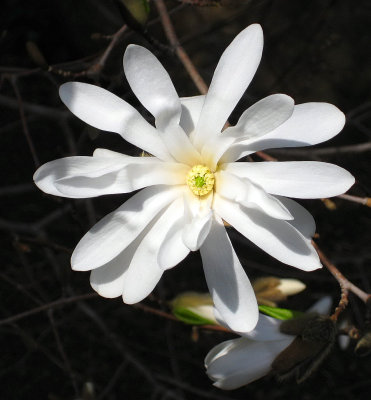 White Flower On A Small Tree