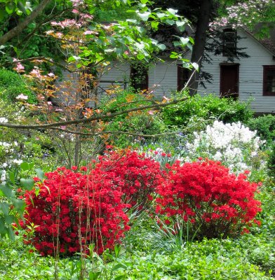 Red Azaleas in the Mansion Garden