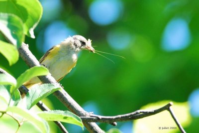 Paruline flamboyante, femelle  (American redstart)