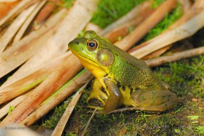 Grenouille verte male (Green frog)