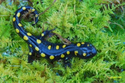 Salamandre macule (Yellow-spotted salamander)