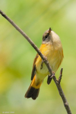 Paruline flamboyante (American redstart)