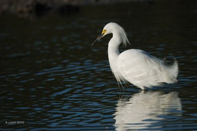 Aigrette neigeuse (Snowy egret)