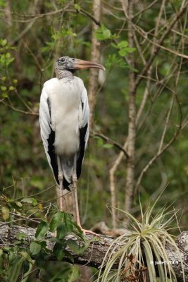 Tantale d'Amrique (Wood stork)