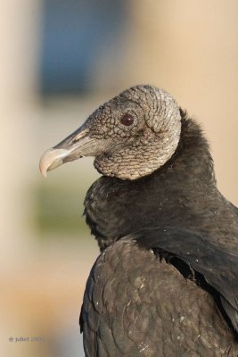 Urubu noir (Black vulture)