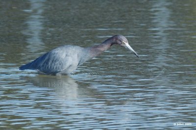 Aigrette bleue (Little blue heron)