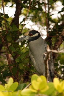 Bihoreau violac (Yellow crowned night heron)