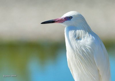 Aigrette rousstre, forme blanche (Reddish egret)