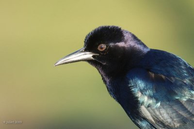 Quiscale (Grackle)