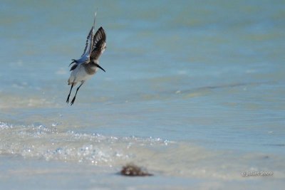 Bcasseau variable (Dunlin)