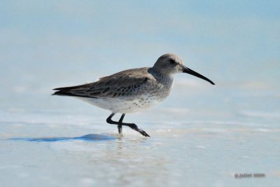 Bcasseau variable (Dunlin)