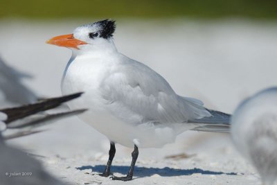 Sterne royale (Royal tern)