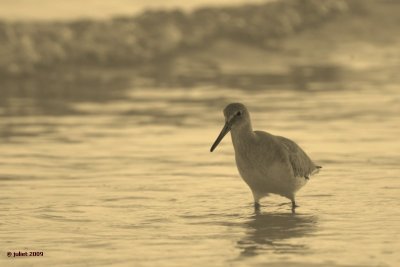  Willet at sunset