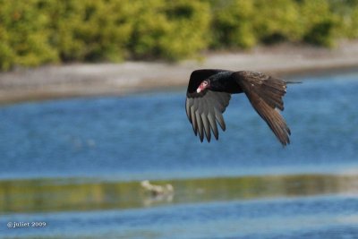 Urubu  tte rouge (Turkey vulture)