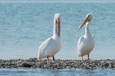 Plican blanc (White pelican)