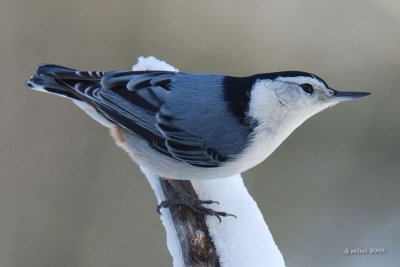 Sittelle à poitrine blanche (White-breasted nuthatch)
