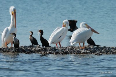 Plican blanc (White Pelican) and cormorant