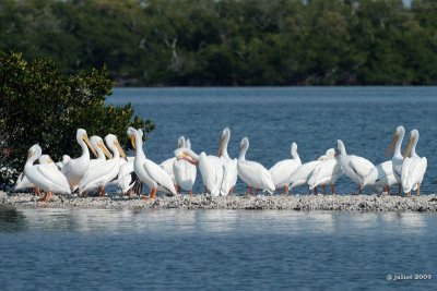 Plican blanc (White pelican)