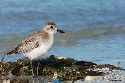 Pluvier argent (Black-bellied plover)