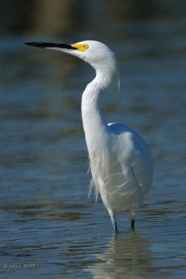 Aigrette neigeuse (Snowy egret)