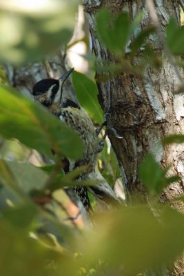 Pic macul (Yellow-bellied sapsucker)