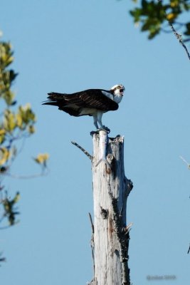 Balbuzard pcheur (Osprey)