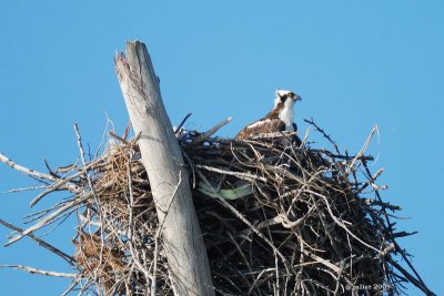 Balbuzard pcheur (Osprey)