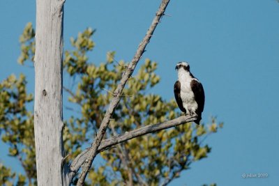 Balbuzard pcheur (Osprey)