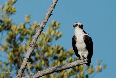 Balbuzard pcheur (Osprey)