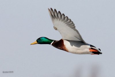 Colvert (Mallard)