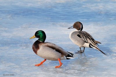 Colvert et Pilet (Mallard and Pintail)