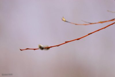 Pussy willow (catkins)