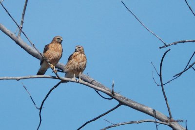 Buse  paulettes (Red-shouldered hawk)