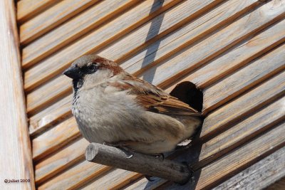 Moineau domestique (House sparrow)